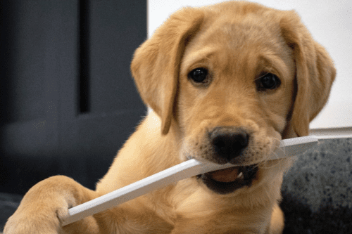 This Video Of A Puppy ‘practicing’ With A Hockey Team Is Insanely Adorable